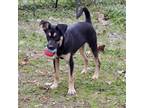 Adopt Atlas a Black and Tan Coonhound, Mixed Breed