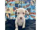 Adopt Dice a Catahoula Leopard Dog, Terrier