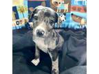 Adopt Darth Vader a Catahoula Leopard Dog, Terrier