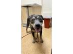 Adopt Stanley a American Staffordshire Terrier, Mixed Breed