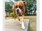 Adopt Toby III a Boxer