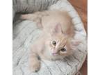Adopt Amberly_6 "Archie" a Domestic Long Hair