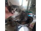 Adopt Amberly_1 "Button" a Domestic Long Hair