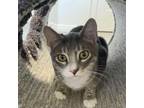 Adopt Steamboat Willie a Domestic Short Hair