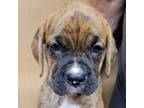 Adopt Flaxseed a Boxer