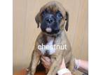 Adopt Chestnut a Boxer