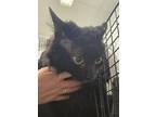 Adopt Sammy a Domestic Long Hair, Domestic Short Hair