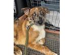 Adopt The Bros - Freckles a Shepherd, Cattle Dog