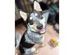 Adopt Boomer a Cattle Dog, Mixed Breed