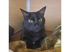 Adopt Feliks a Domestic Short Hair