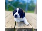 Adopt Ernie a Beagle, Jack Russell Terrier