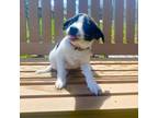 Adopt Clarence a Beagle, Jack Russell Terrier
