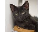 Adopt Pip (bonded with Squeak) a Domestic Short Hair