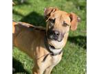 Adopt Willie a Mixed Breed
