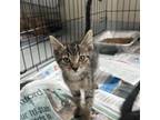 Adopt Ivan a Domestic Short Hair