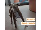 Adopt WAGS-A-14673 a Pit Bull Terrier