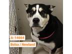 Adopt WAGS-Stray-wa1021 a Husky, Pit Bull Terrier