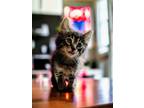 Adopt Andy a Tabby