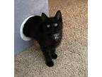 Adopt Inigo a Domestic Short Hair