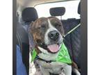 Adopt Pine a Pit Bull Terrier