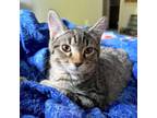 Adopt Wimpy a Domestic Short Hair