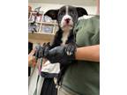 Adopt Sokka a Pit Bull Terrier, Border Collie