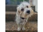 Adopt Butters Scruffy a Terrier, Mixed Breed