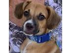 Adopt Jingle Bell Cay a Terrier