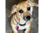 Adopt Dinkley Scruffy a Terrier, Dachshund