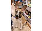 Adopt Knievel a Cattle Dog, Mixed Breed