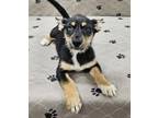 Adopt Yahtzee a Siberian Husky, Yorkshire Terrier