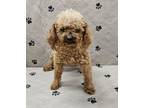Adopt Yale a Poodle