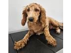 Adopt Yoshi a Golden Retriever, Poodle