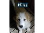 Adopt Miles a Great Pyrenees