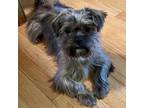 Adopt Abel a Affenpinscher