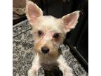 Adopt Blue a Yorkshire Terrier