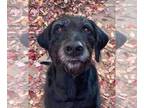 Labradoodle DOG FOR ADOPTION RGADN-1087451 - Rufus - Labrador Retriever / Poodle