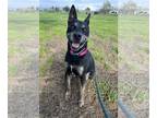 Australian Kelpie-Beauceron Mix DOG FOR ADOPTION RGADN-1087665 - Clara -