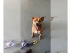 Boxer Mix DOG FOR ADOPTION RGADN-1089636 - Finch - Boxer / Mixed Dog For