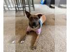 American Pit Bull Terrier-Plott Hound Mix DOG FOR ADOPTION RGADN-1089663 -
