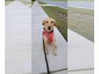 Retriever Mix DOG FOR ADOPTION RGADN-1089881 - Sandee *FH - Retriever / Mixed