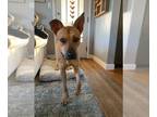 Carolina Dog Mix DOG FOR ADOPTION RGADN-1091393 - Scout (Carolina Dog) -