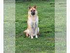 German Shepherd Dog-Huskies Mix DOG FOR ADOPTION RGADN-1091846 - Lone Ranger -