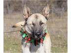 German Shepherd Dog Mix DOG FOR ADOPTION RGADN-1091882 - TEXAS