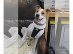 Redbone Coonhound Mix DOG FOR ADOPTION RGADN-1093300 - Piper - Redbone Coonhound