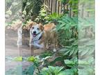 Golden Retriever-Spaniel Mix DOG FOR ADOPTION RGADN-1094167 - Meeka - Golden