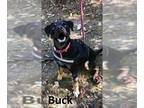 Black Mouth Cur-Rottweiler Mix DOG FOR ADOPTION RGADN-1094873 - Buck -