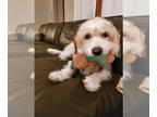 Dandie Dinmont Terrier Mix DOG FOR ADOPTION RGADN-1096995 - Dempsey - Dandie