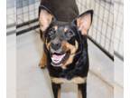 Rottweiler Mix DOG FOR ADOPTION RGADN-1097504 - Mama Patty (Spayed) - Australian