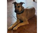 Adopt Deneen's Snickers a Shepherd